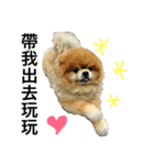 Pomeranian DuDu（個別スタンプ：4）