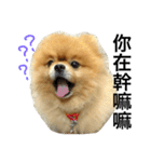 Pomeranian DuDu（個別スタンプ：5）