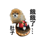 Pomeranian DuDu（個別スタンプ：6）