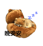 Pomeranian DuDu（個別スタンプ：7）