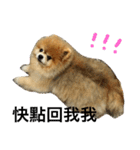 Pomeranian DuDu（個別スタンプ：8）