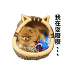 Pomeranian DuDu（個別スタンプ：9）