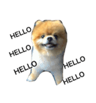 Pomeranian DuDu（個別スタンプ：10）