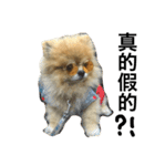 Pomeranian DuDu（個別スタンプ：11）