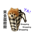 Pomeranian DuDu（個別スタンプ：16）