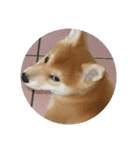 Shiba-Hugo（個別スタンプ：13）