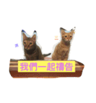 Five cats in my room（個別スタンプ：25）