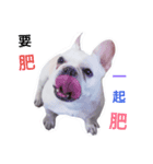 Daily habits of French bulldogs（個別スタンプ：1）