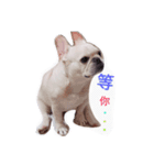 Daily habits of French bulldogs（個別スタンプ：2）