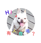 Daily habits of French bulldogs（個別スタンプ：3）