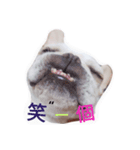 Daily habits of French bulldogs（個別スタンプ：5）