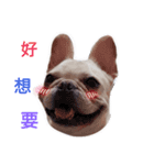 Daily habits of French bulldogs（個別スタンプ：7）