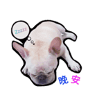 Daily habits of French bulldogs（個別スタンプ：8）