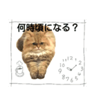 mypets 2（個別スタンプ：1）