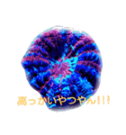 coral（個別スタンプ：6）