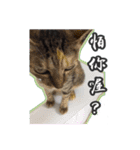 Seven Cats In Happiness（個別スタンプ：10）