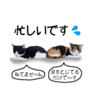 おっぽ@猫写真スタンプ（個別スタンプ：15）