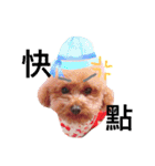 redpoodletoby2（個別スタンプ：1）