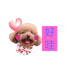 redpoodletoby2（個別スタンプ：5）