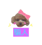 redpoodletoby2（個別スタンプ：6）