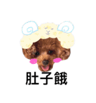 redpoodletoby2（個別スタンプ：9）