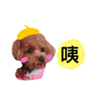 redpoodletoby2（個別スタンプ：10）