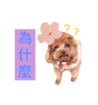 redpoodletoby2（個別スタンプ：11）