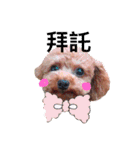 redpoodletoby2（個別スタンプ：13）