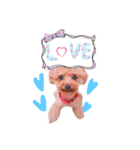 redpoodletoby2（個別スタンプ：17）