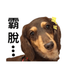 Dachshund cute dog puppy fayfay（個別スタンプ：5）