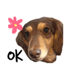 Dachshund cute dog puppy fayfay（個別スタンプ：14）