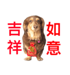 Dachshund cute dog puppy fayfay（個別スタンプ：22）