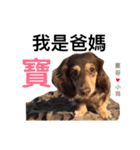 Dachshund cute dog puppy fayfay（個別スタンプ：24）