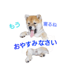 柴犬コロ(子犬時代)（個別スタンプ：5）