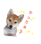 柴犬コロ(子犬時代)（個別スタンプ：8）