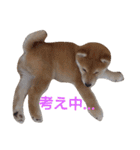 柴犬コロ(子犬時代)（個別スタンプ：13）