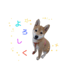 柴犬コロ(子犬時代)（個別スタンプ：17）