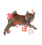 柴犬コロ(子犬時代)（個別スタンプ：23）