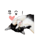 Misanthrope cat lolo（個別スタンプ：1）