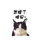 Misanthrope cat lolo（個別スタンプ：2）