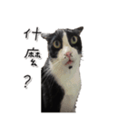 Misanthrope cat lolo（個別スタンプ：4）