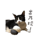 Misanthrope cat lolo（個別スタンプ：5）