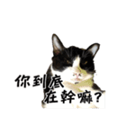 Misanthrope cat lolo（個別スタンプ：6）