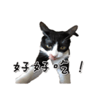 Misanthrope cat lolo（個別スタンプ：13）