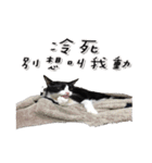 Misanthrope cat lolo（個別スタンプ：19）