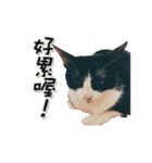 Misanthrope cat lolo（個別スタンプ：20）