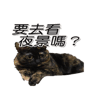 Misanthrope cat lolo（個別スタンプ：21）