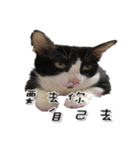 Misanthrope cat lolo（個別スタンプ：22）