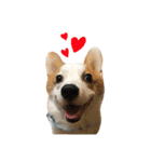 Kobi The Corgi（個別スタンプ：1）