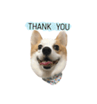 Kobi The Corgi（個別スタンプ：2）